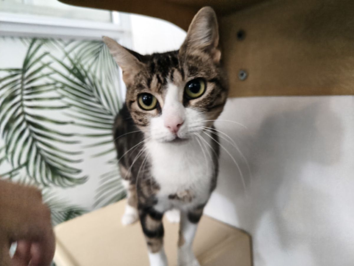 Gallery image: Pavlova