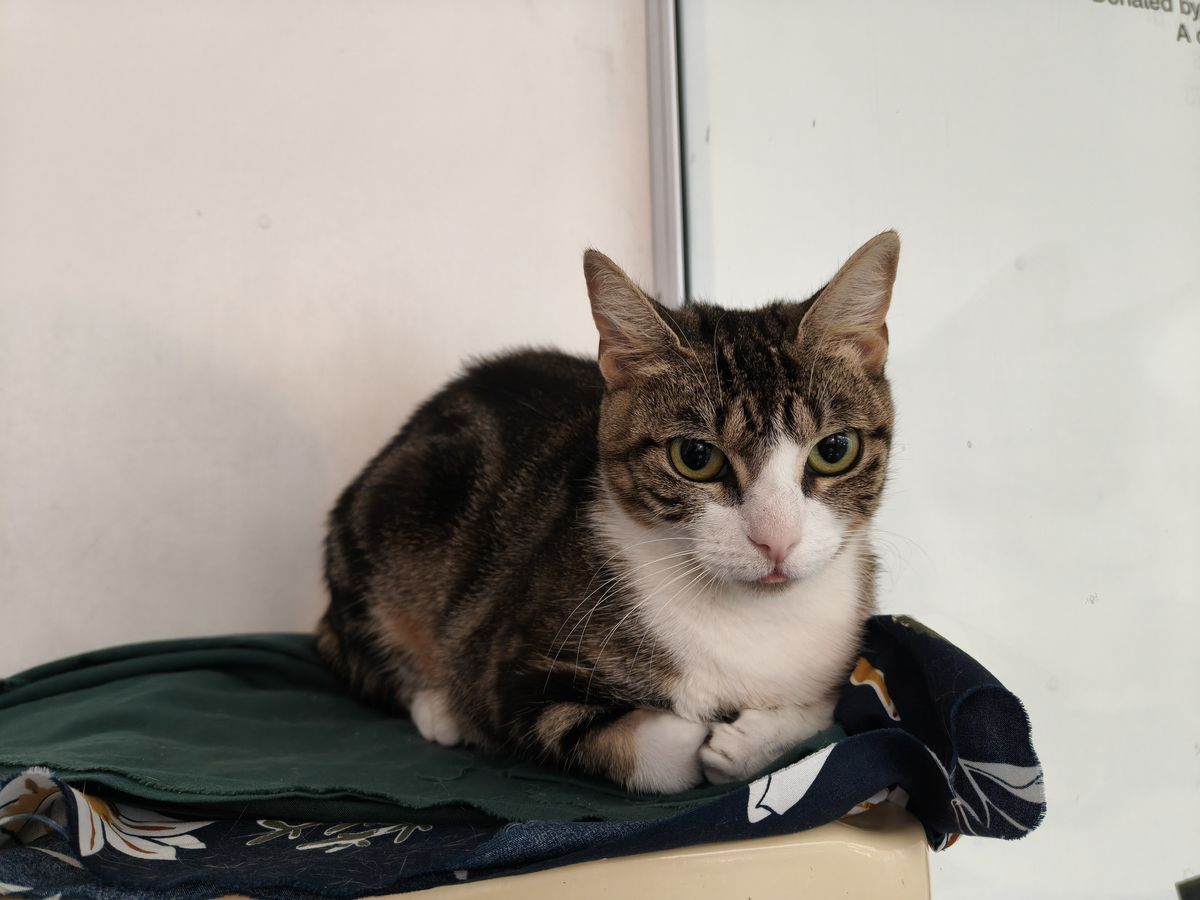 Gallery image: Pavlova