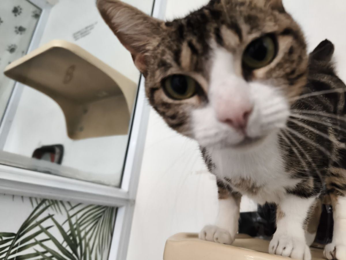 Gallery image: Pavlova