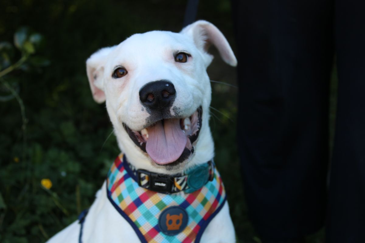 Gallery image: Jasper