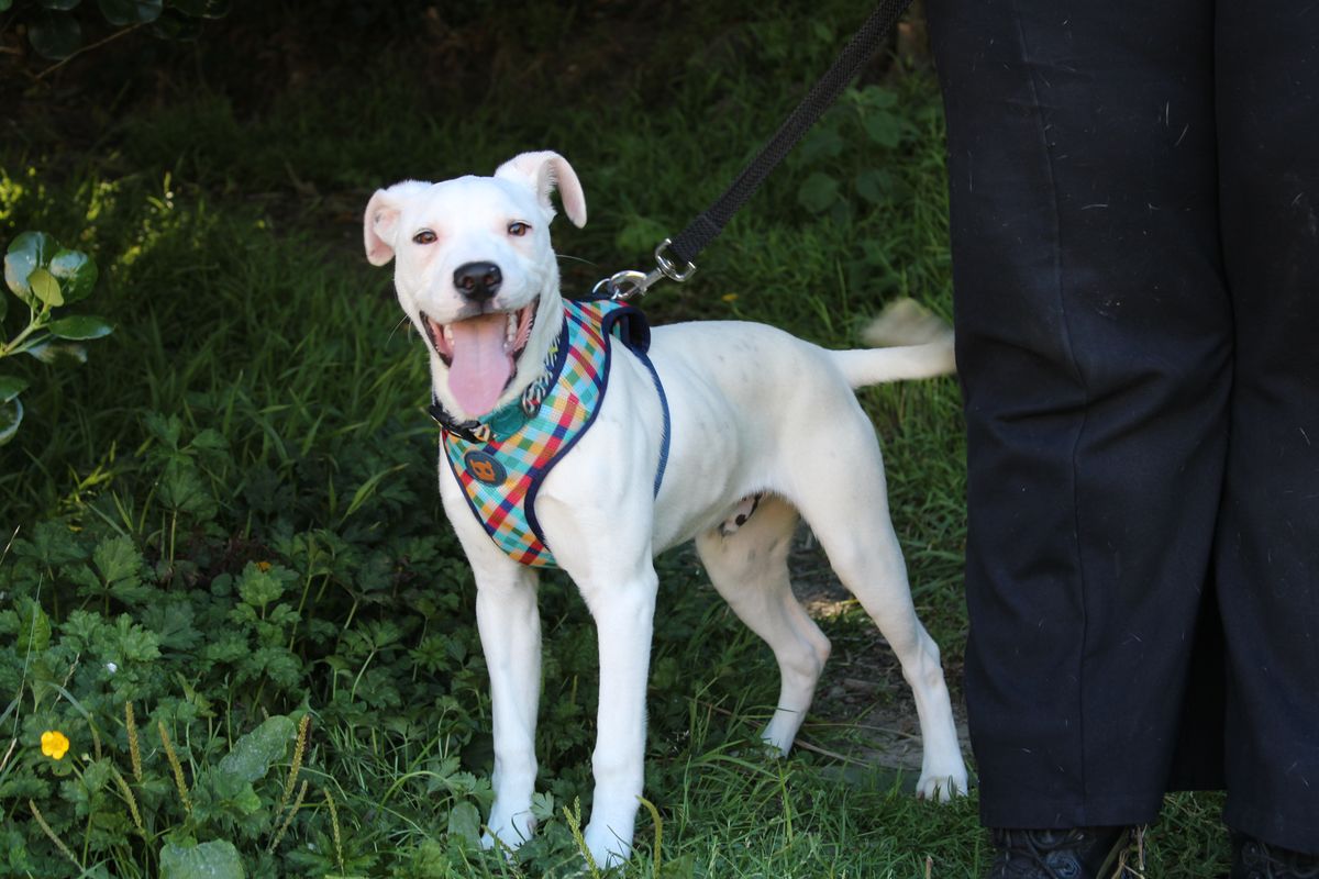 Gallery image: Jasper