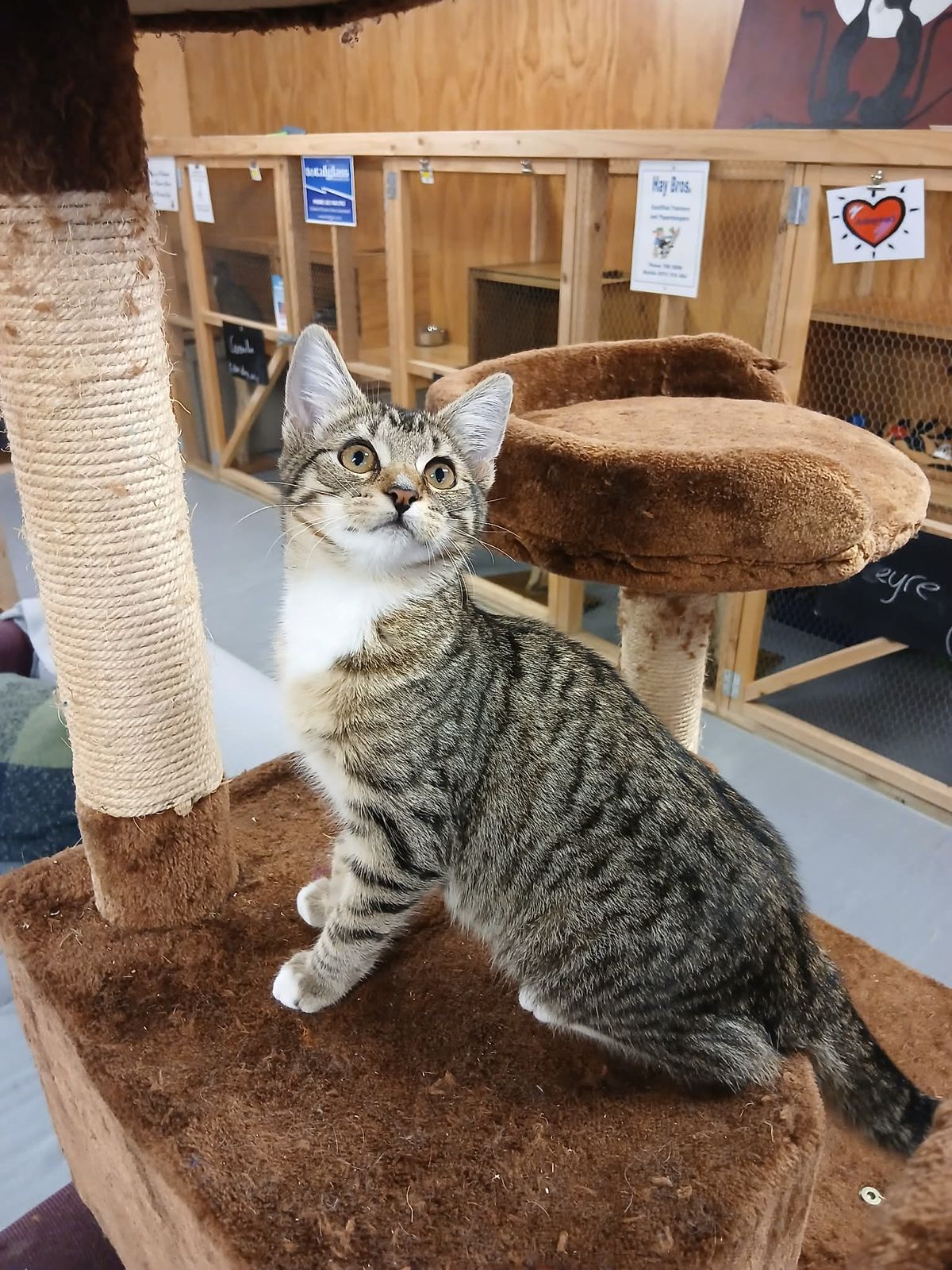 Gallery image: Nesta