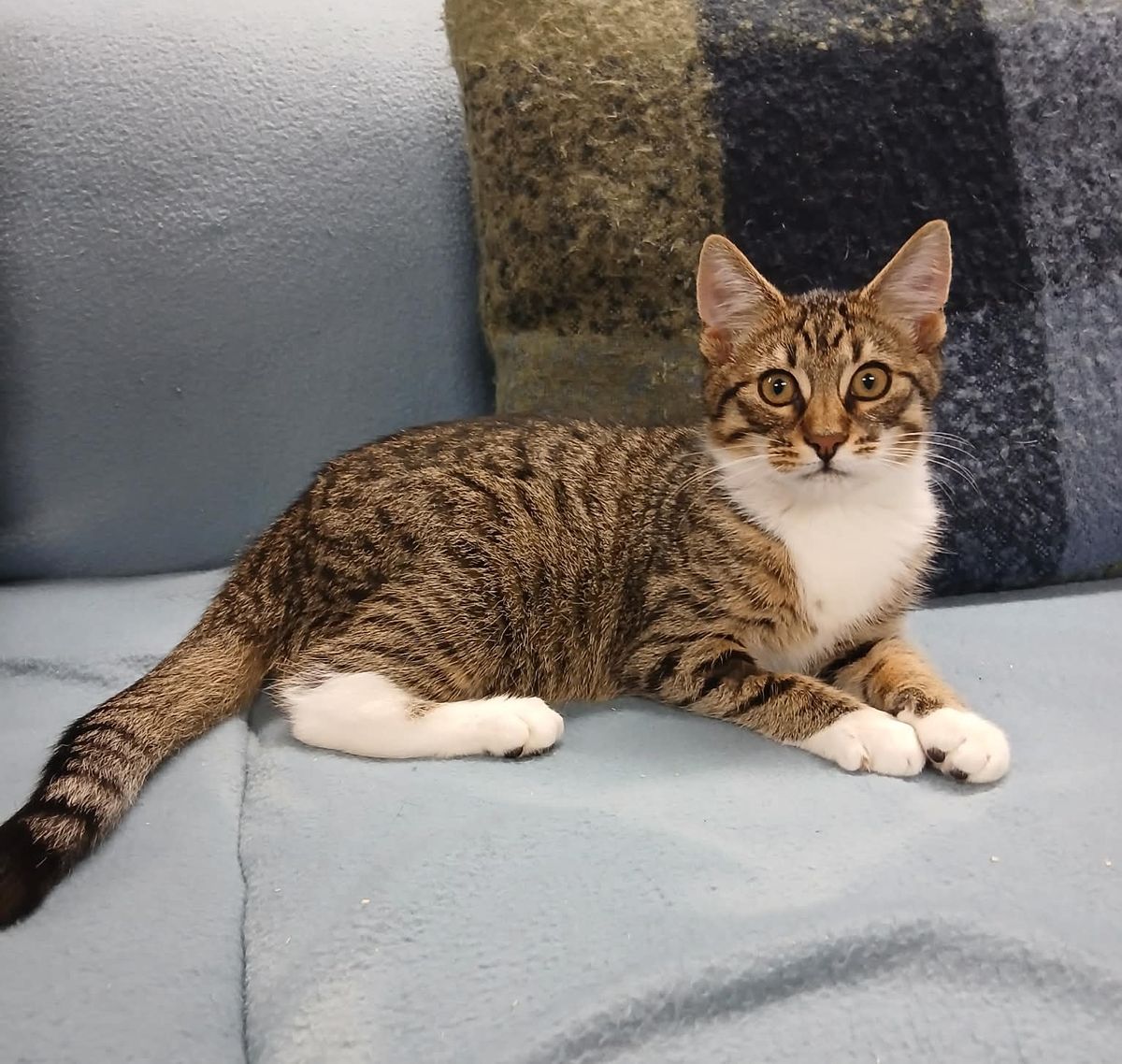 Gallery image: Rhysand