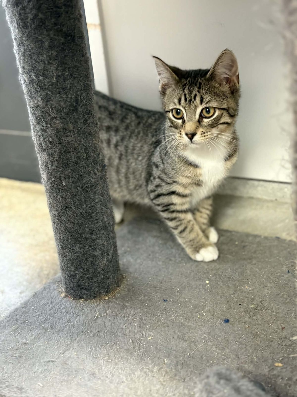 Gallery image: Jerry