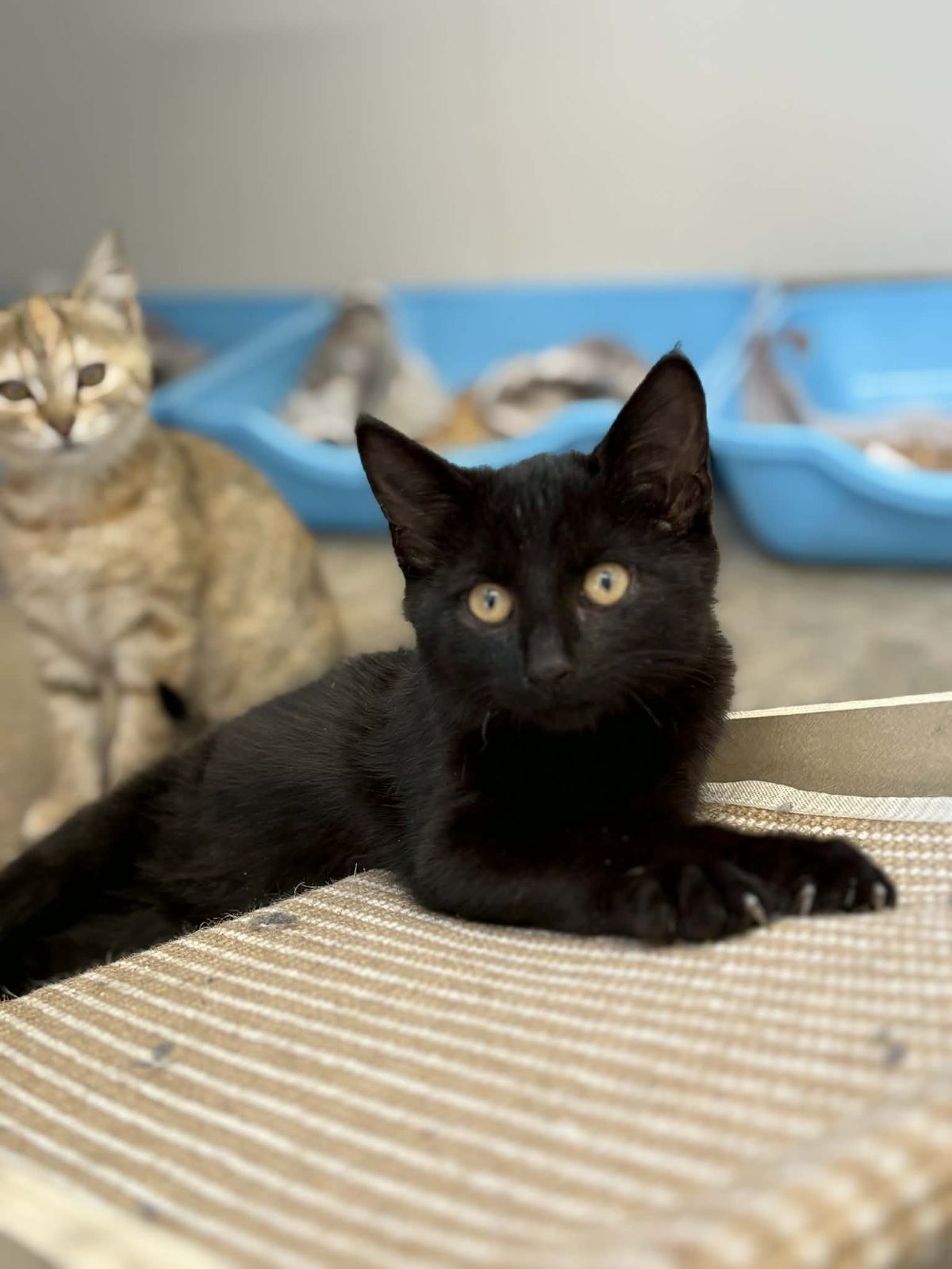 Gallery image: Kakariki