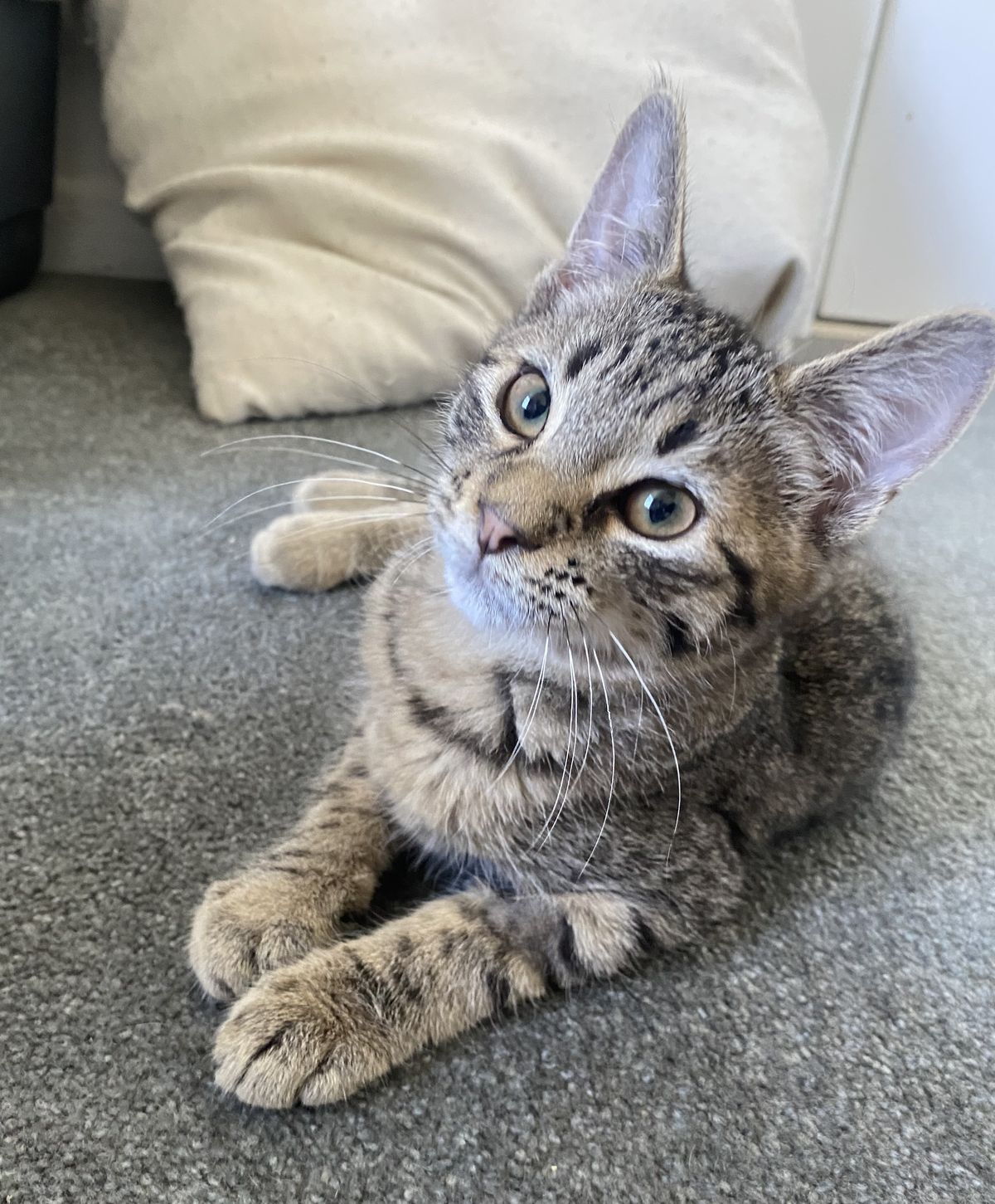 Gallery image: Wolfe