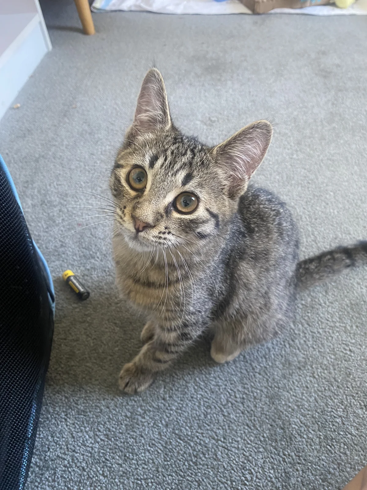 Gallery image: Wolfe