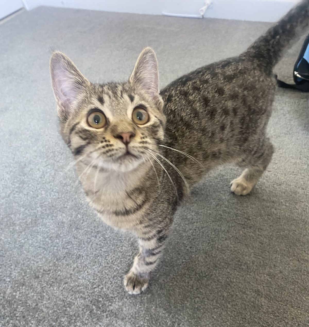 Gallery image: Wolfe