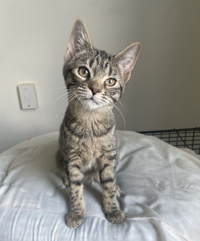 Millie - Domestic Short Hair