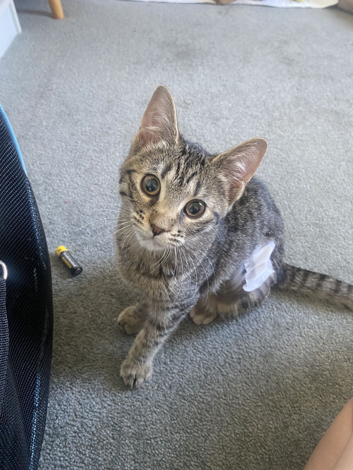 Gallery image: Millie