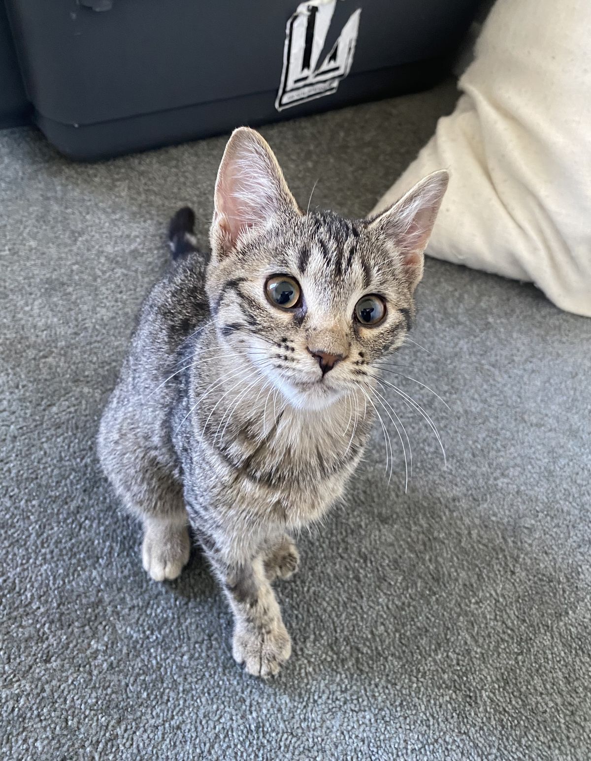 Gallery image: Millie