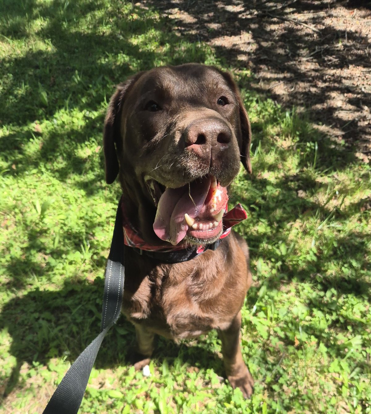 Gallery image: Goose 