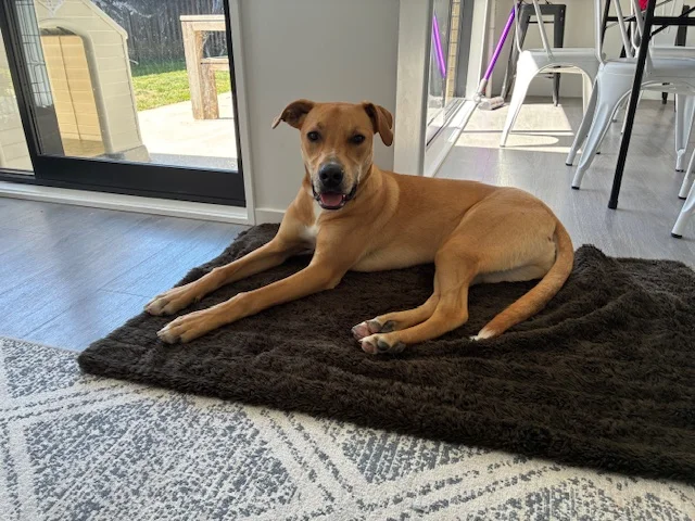 Gallery image: Zephyr