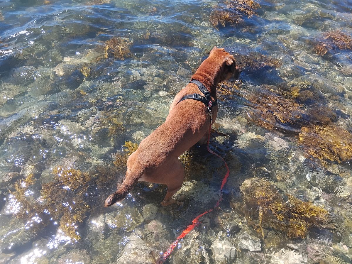 Gallery image: Steve