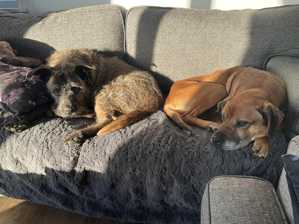 Gallery image: Steve