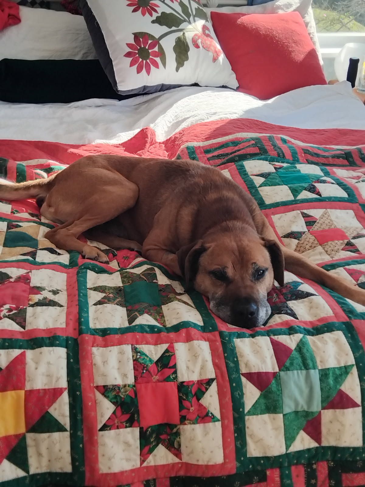 Gallery image: Steve