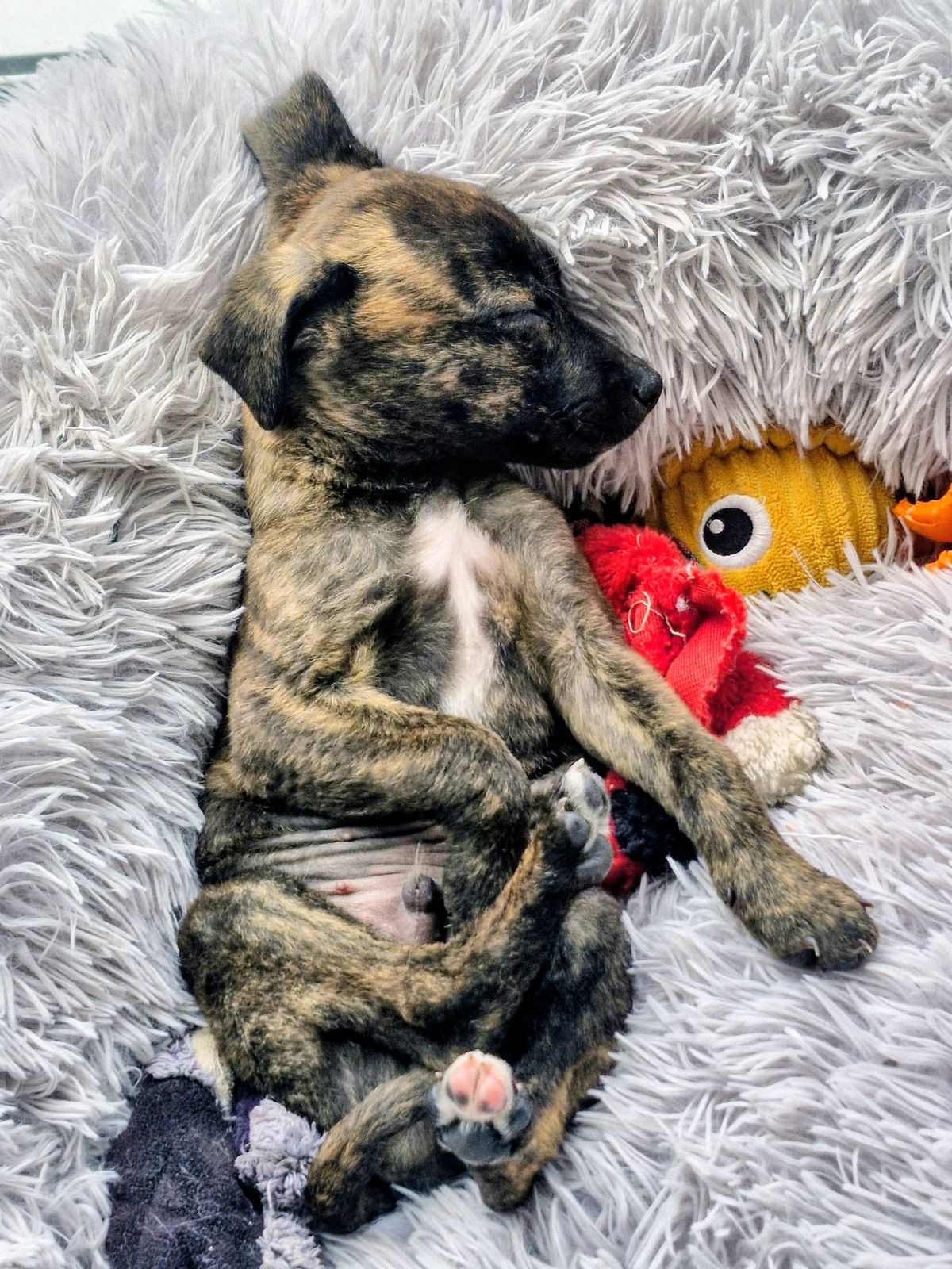 Gallery image: Pippin