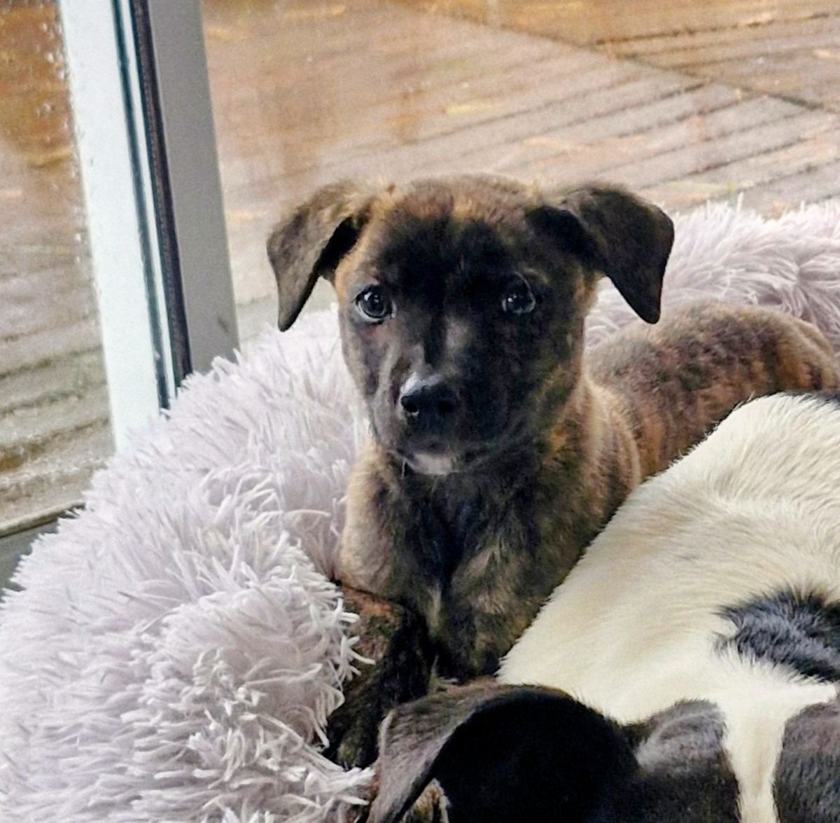 Gallery image: Pippin