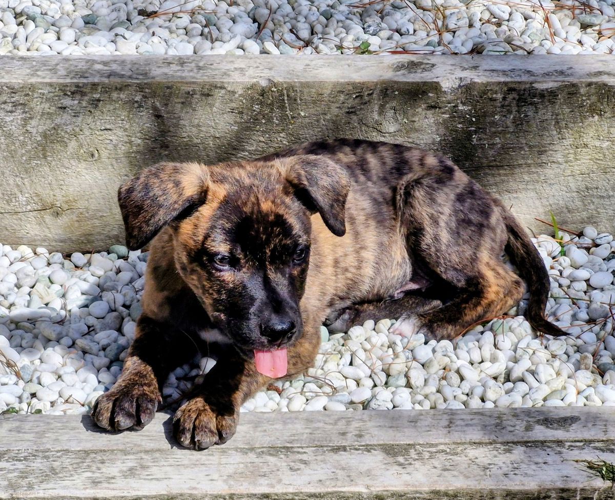 Gallery image: Pippin