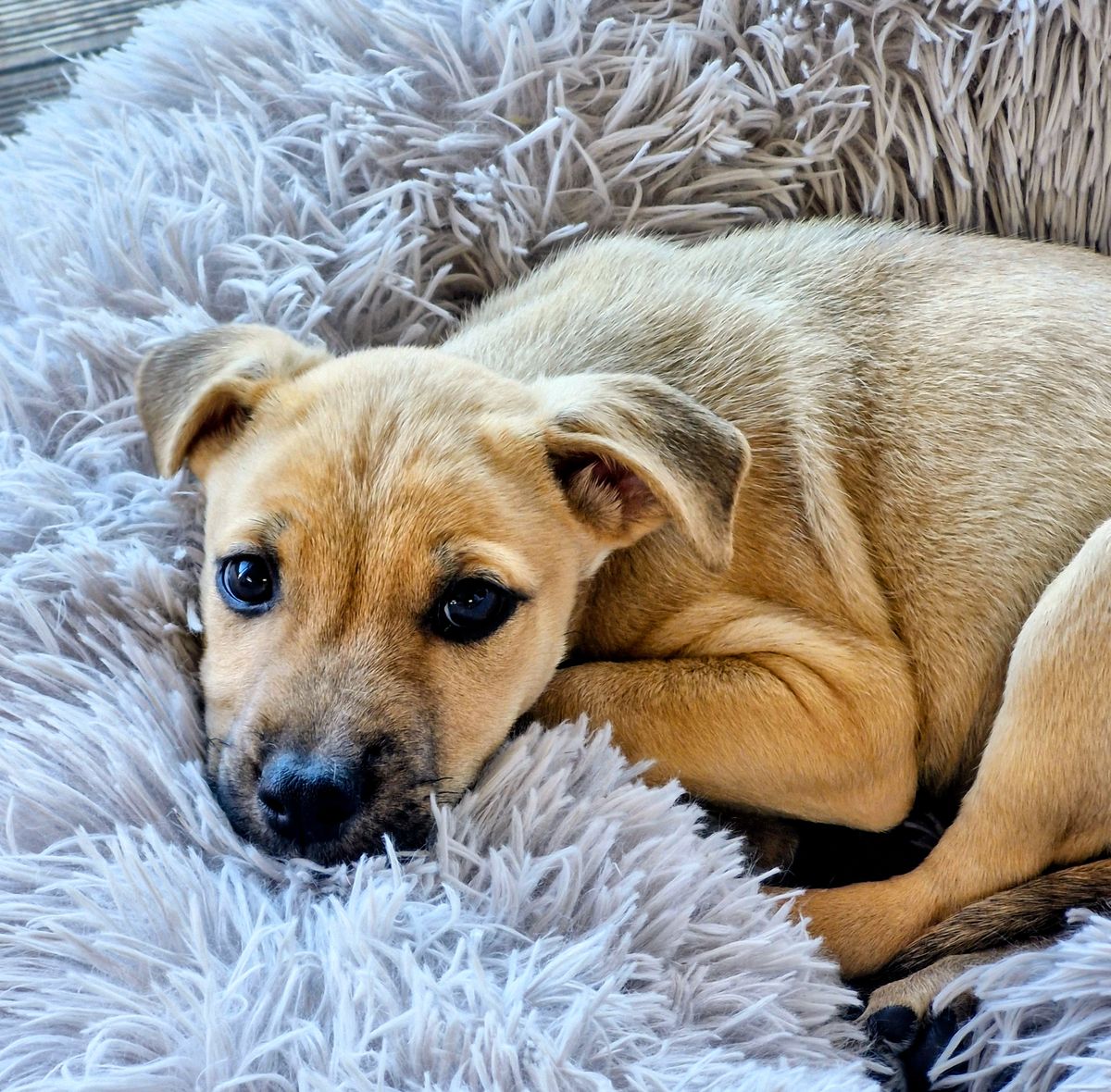 Gallery image: Oscar