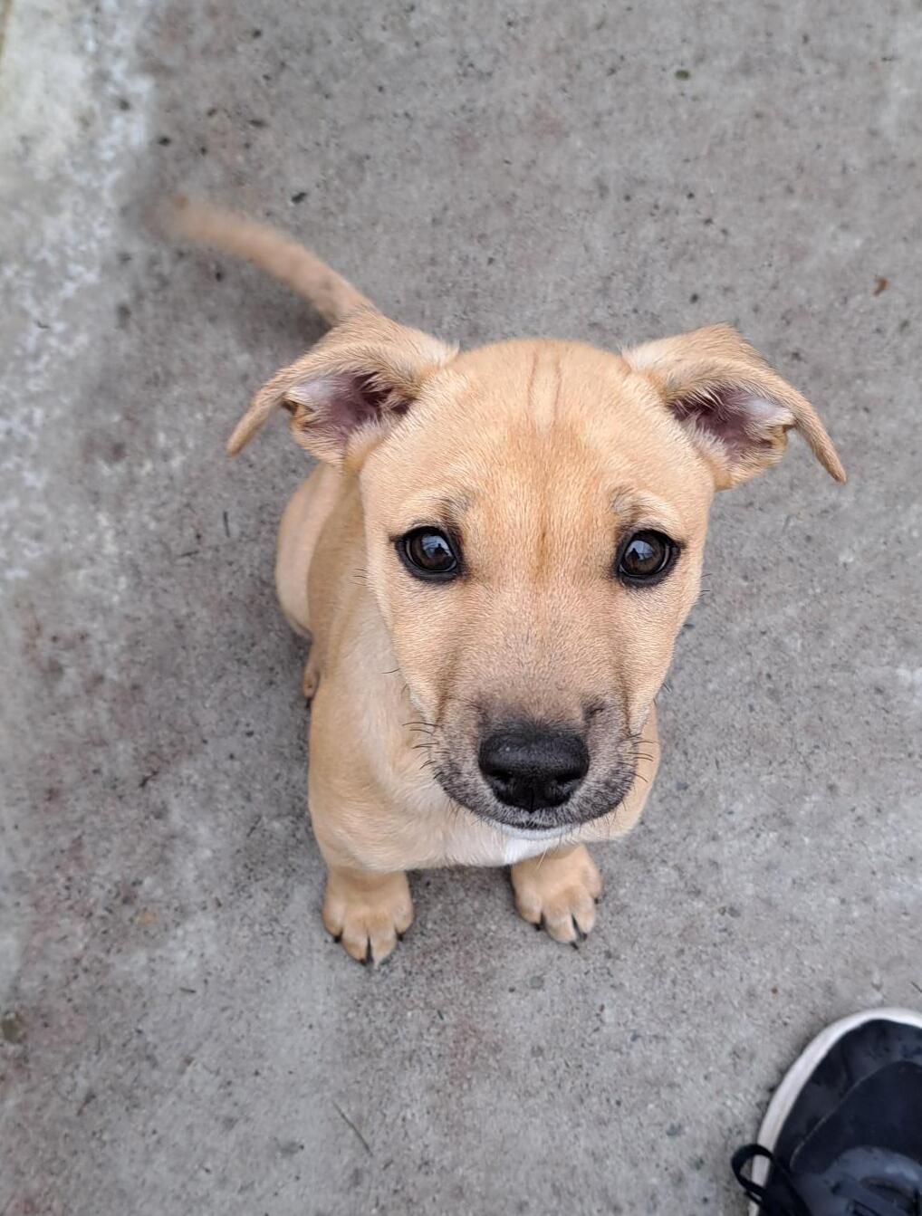 Gallery image: Oscar