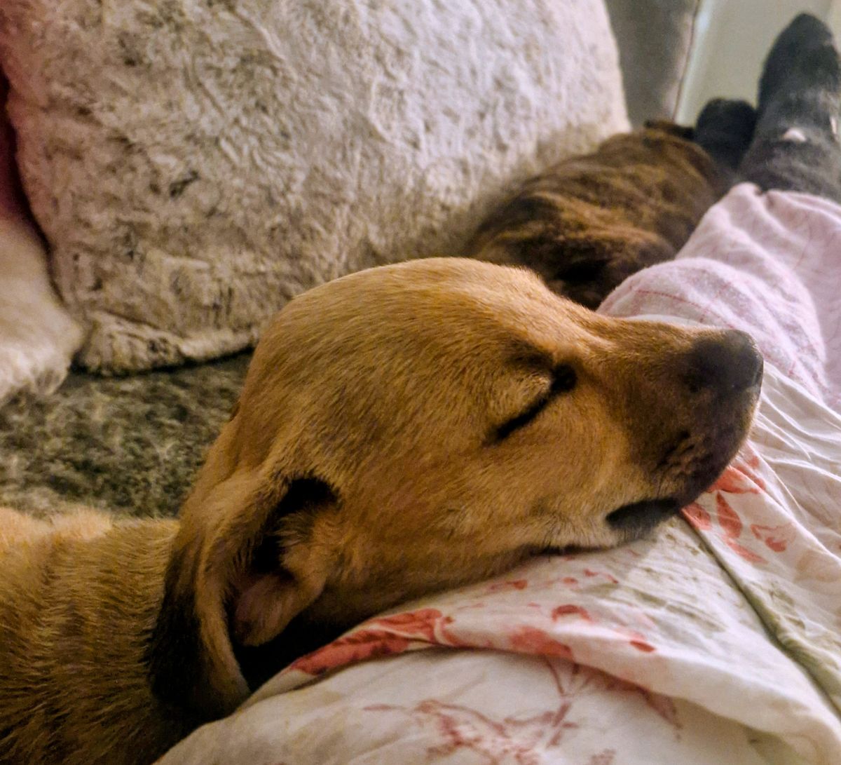 Gallery image: Oscar