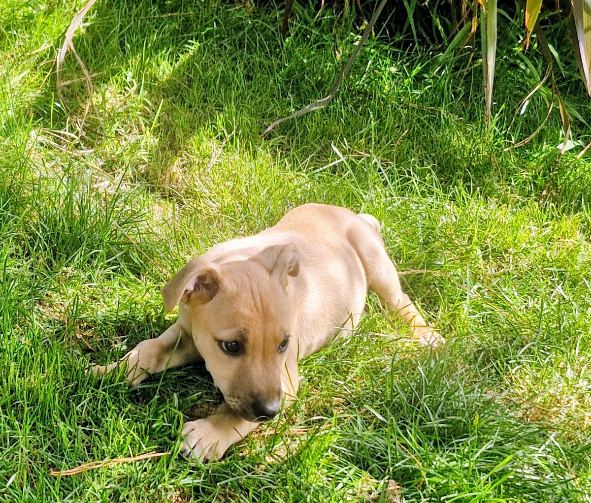 Gallery image: Oscar