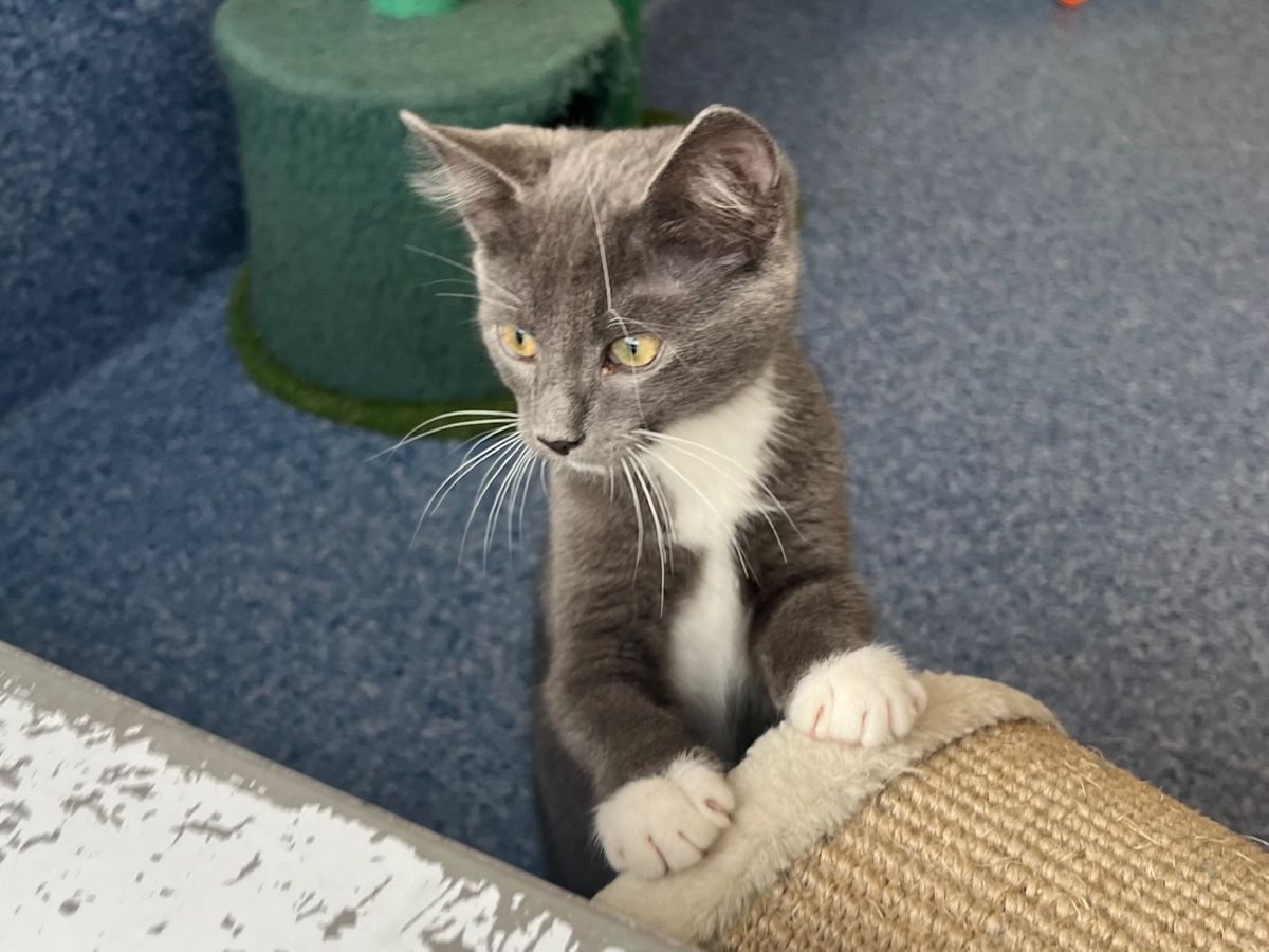 Gallery image: Elwood