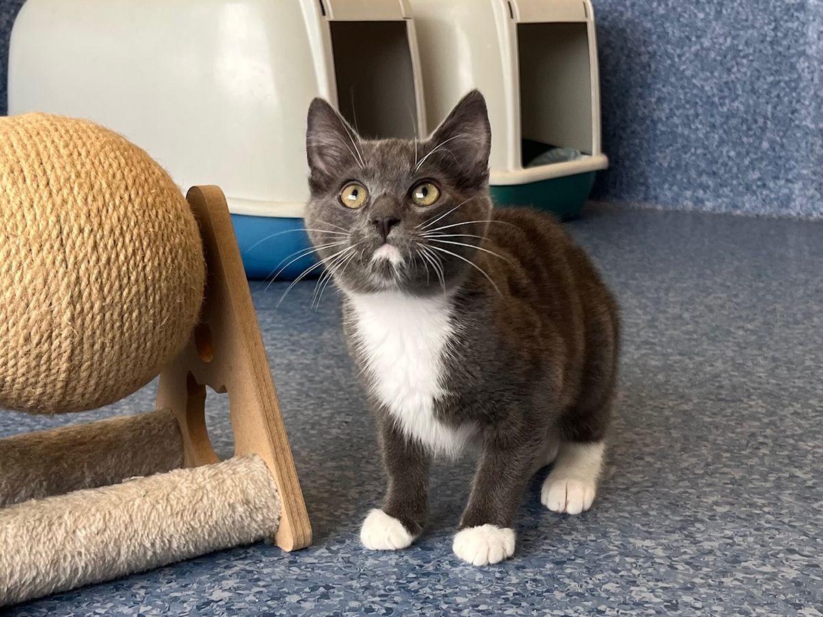 Gallery image: Elwood