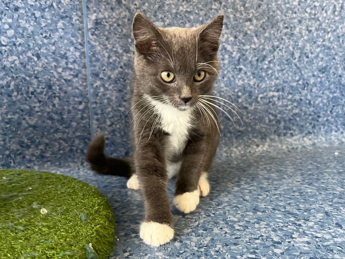 Gallery image: Elwood