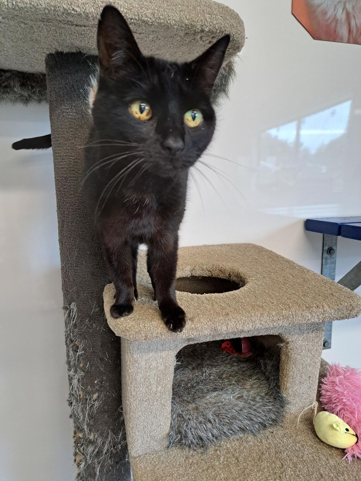 Gallery image: Salem