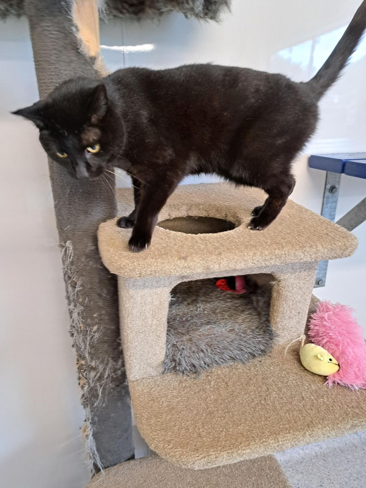 Gallery image: Salem