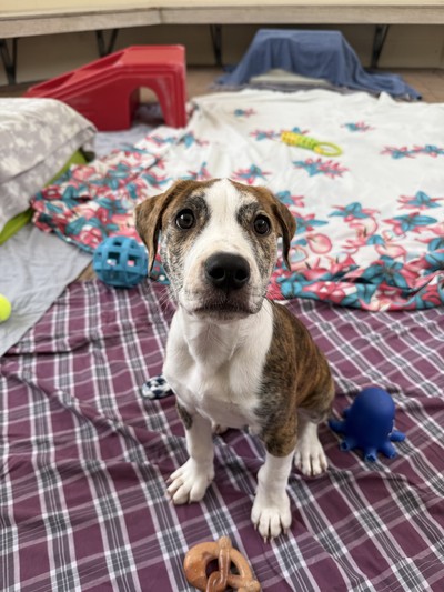 Woody - Medium Cross Breed