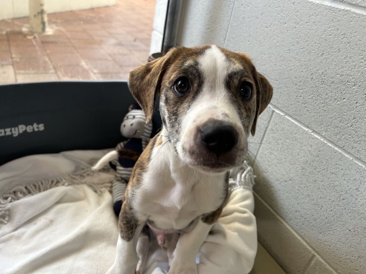 Gallery image: Woody