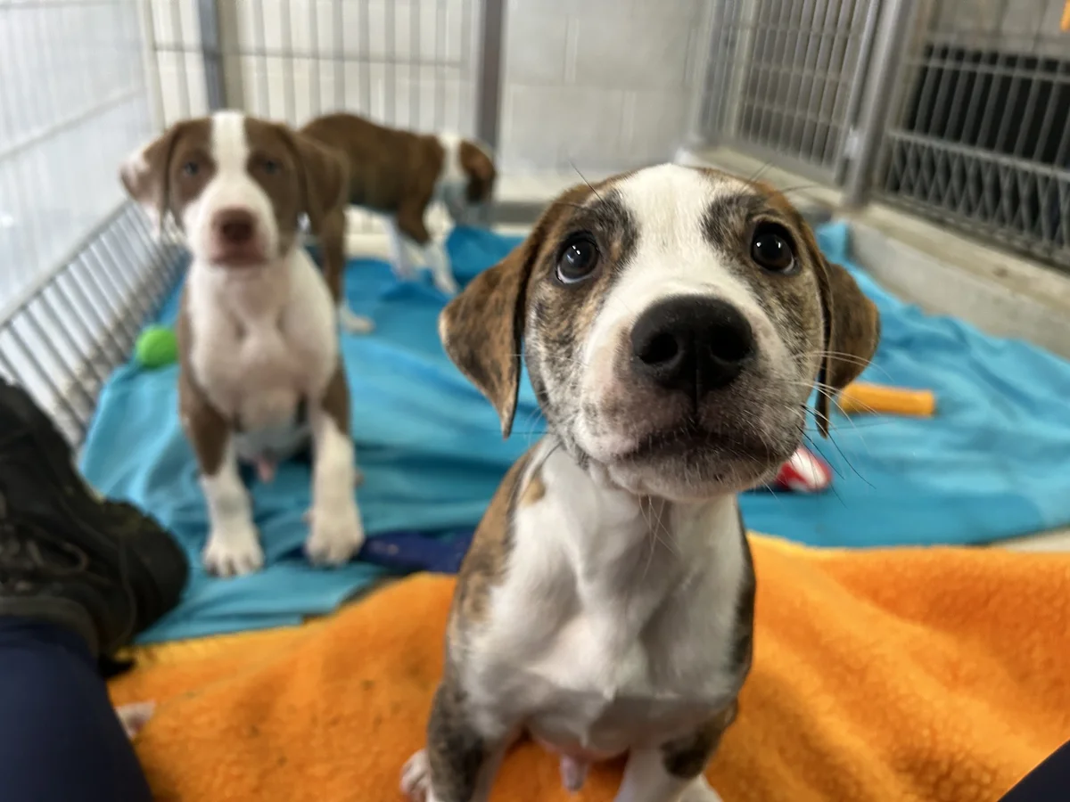 Gallery image: Woody