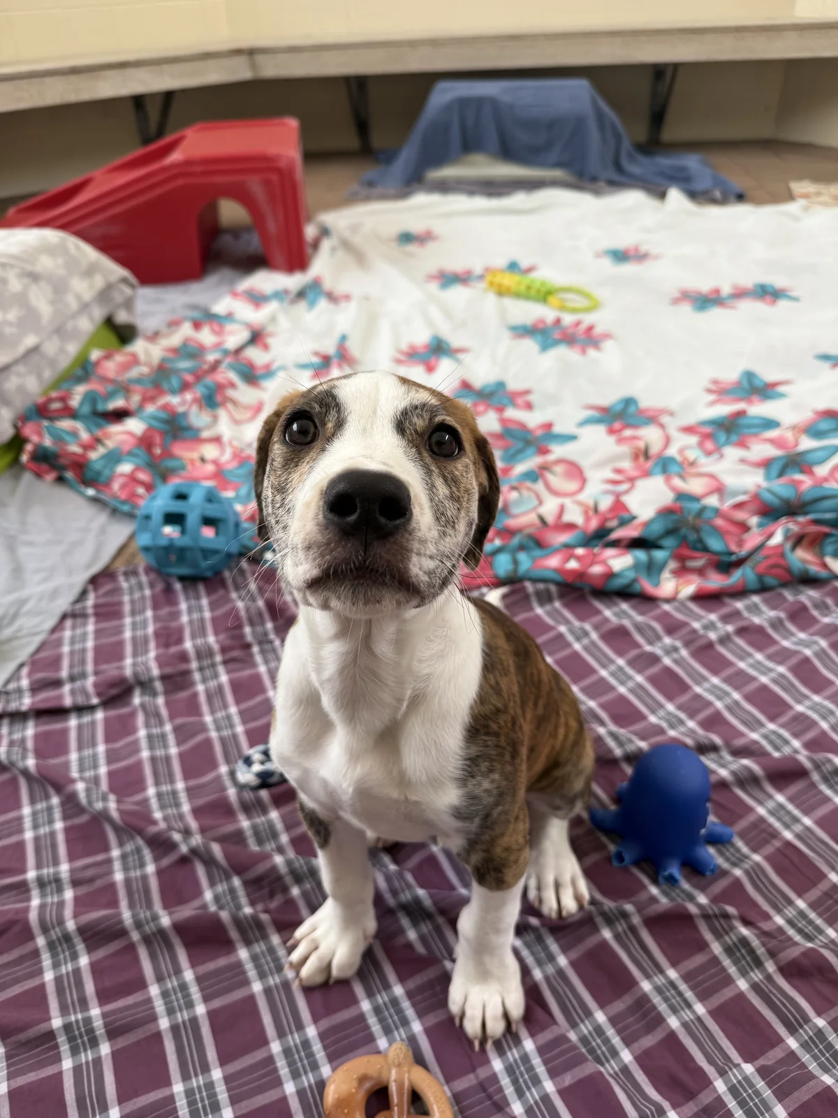 Gallery image: Woody