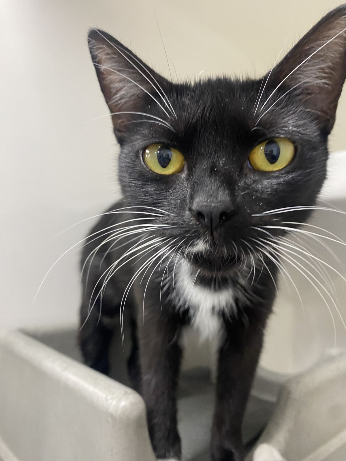 Gallery image: Tuppence