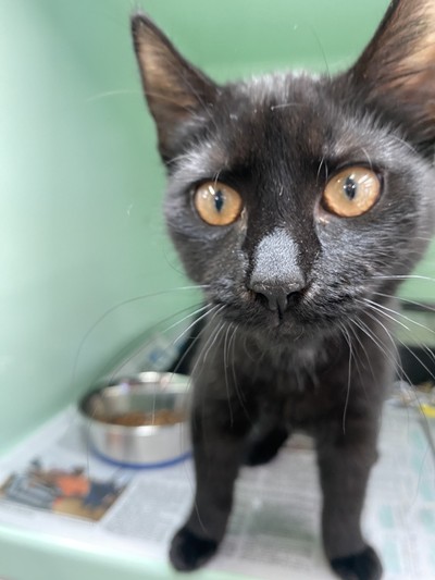 Jett - Domestic Short Hair