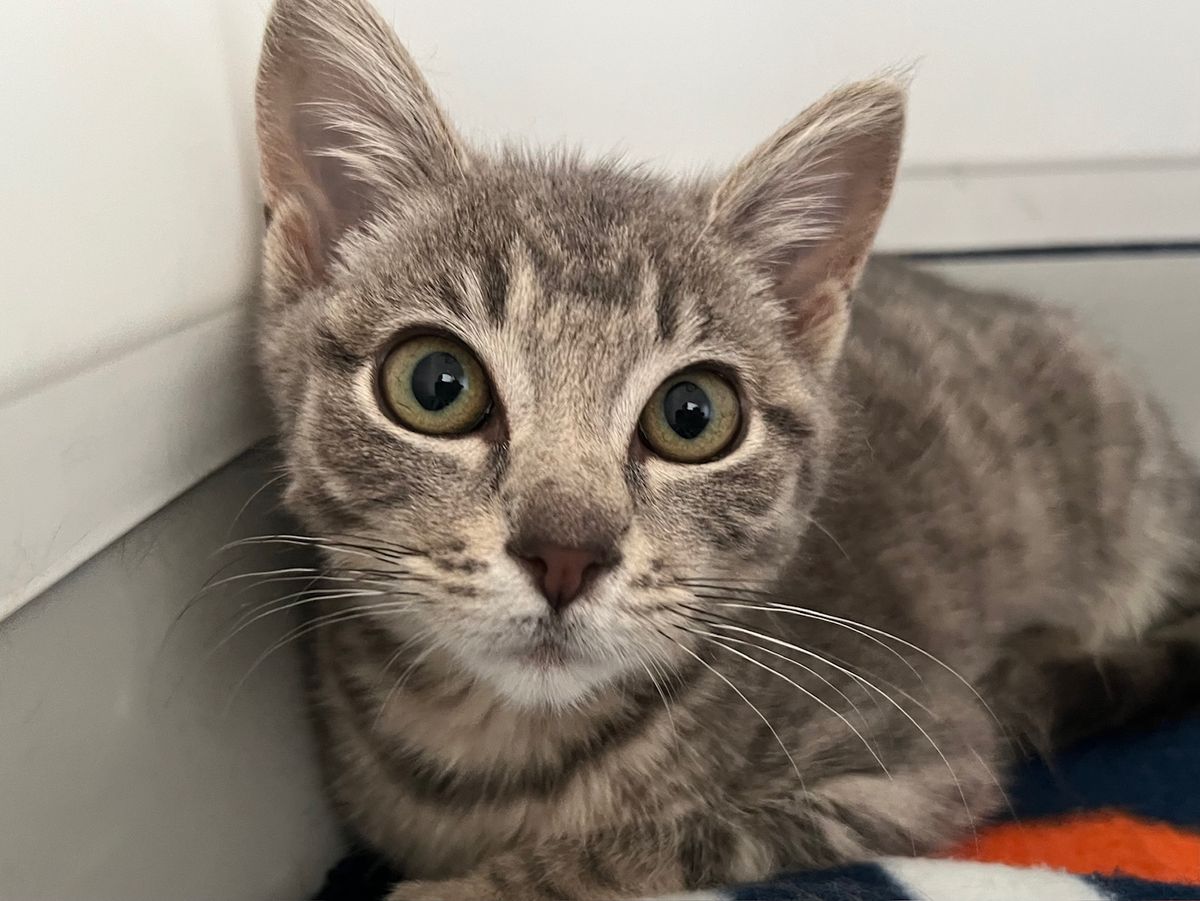 Gallery image: Amelia