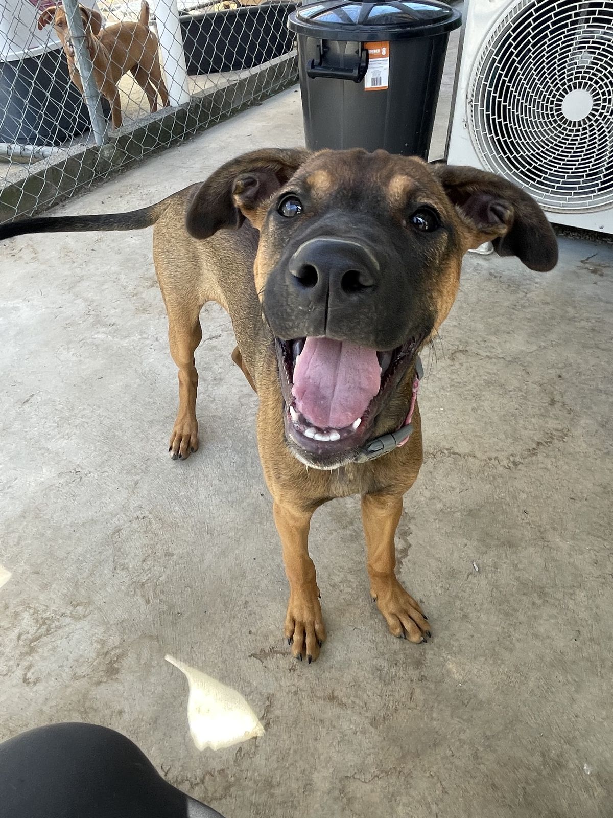 Gallery image: Pebbles