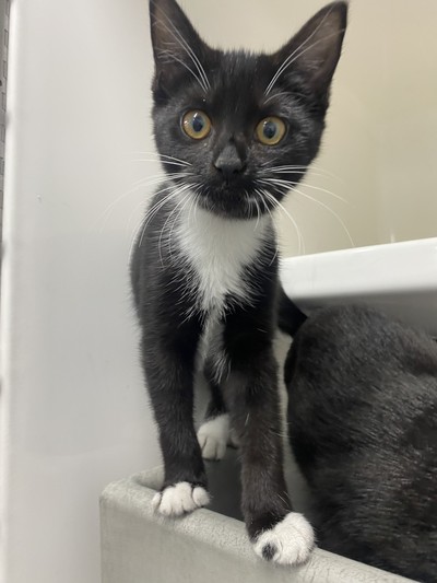 Topsy - Domestic Short Hair