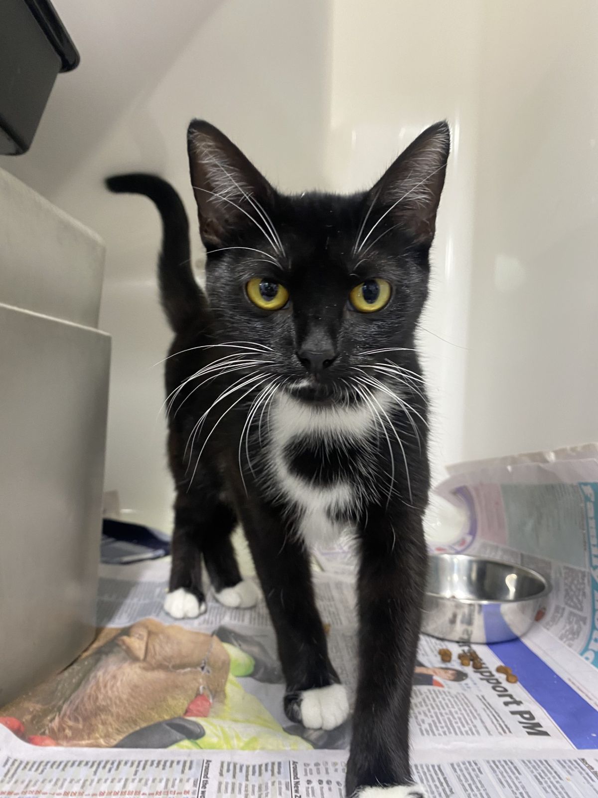 Gallery image: Tuppence