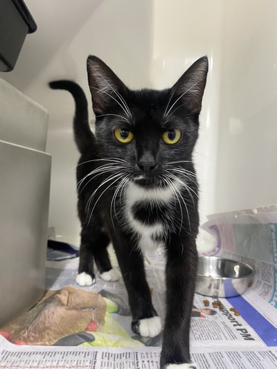 Tuppence - Domestic Short Hair