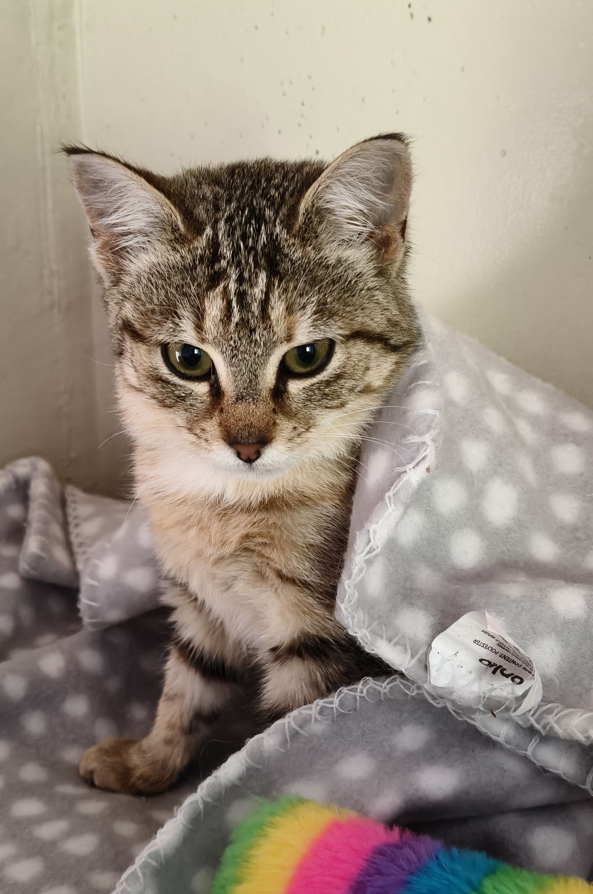 Gallery image: Sweetpea