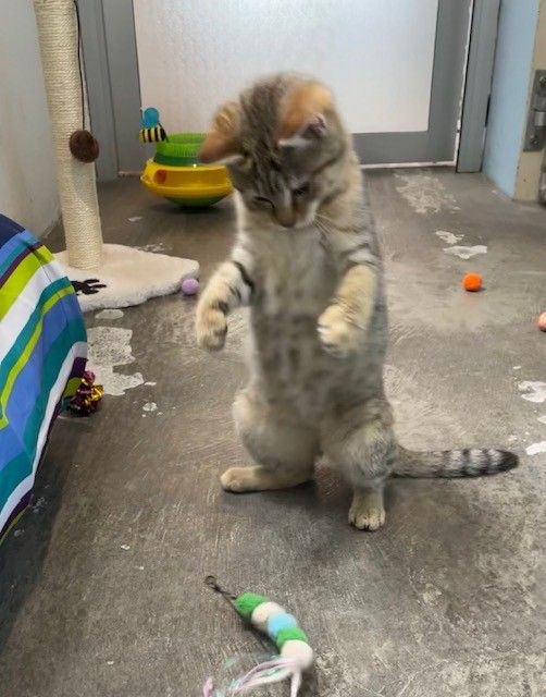 Gallery image: Sweetpea