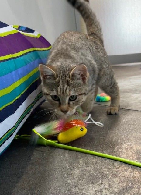 Gallery image: Sweetpea