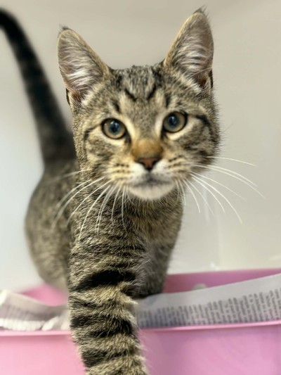 Broccoli - Domestic Short Hair