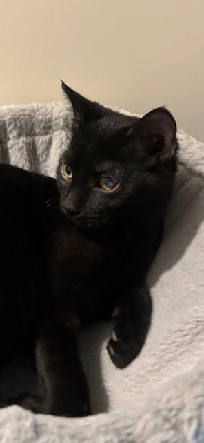 Gallery image: Liquorice