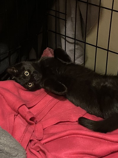 Stephanie Brown - Domestic Short Hair