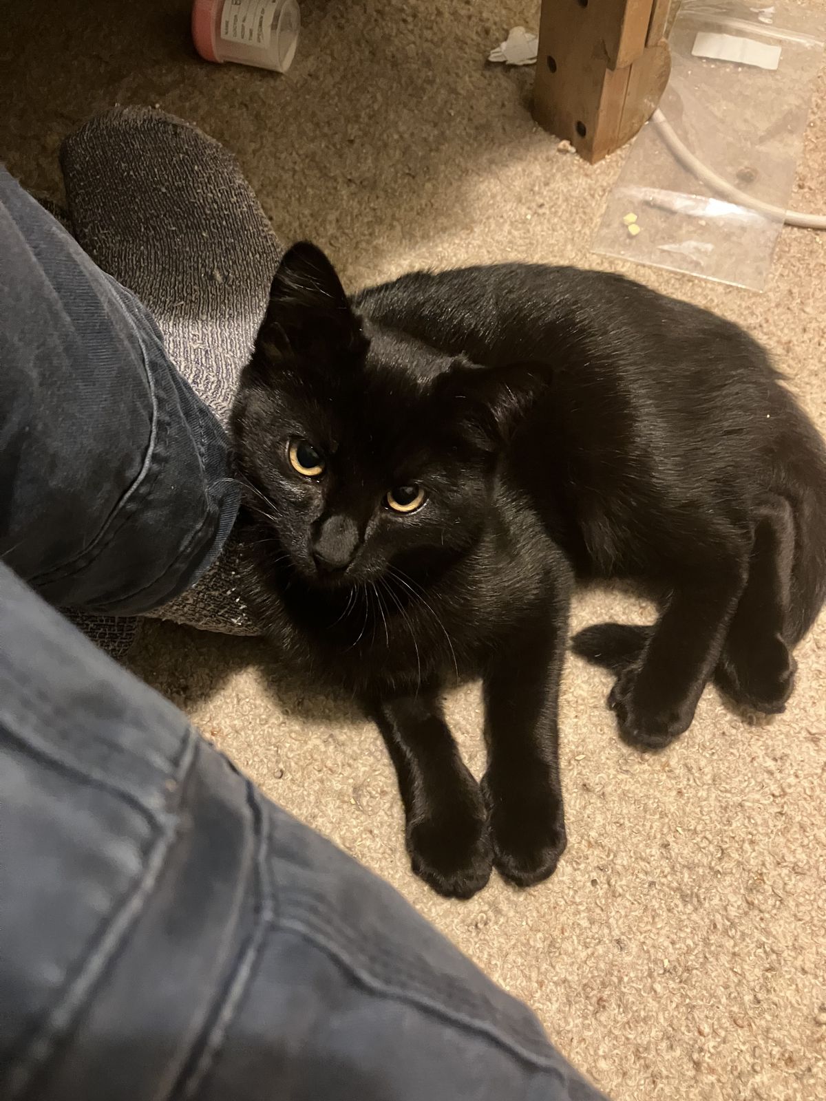 Gallery image: Stephanie Brown